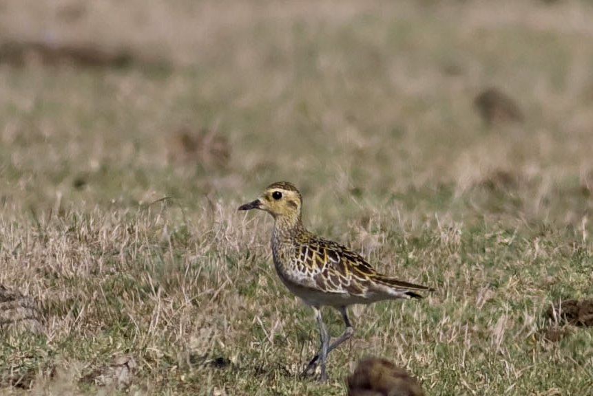 Pacific Golden Plover