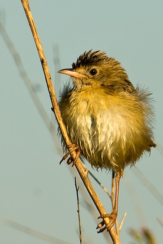 Yelpazekuyruk