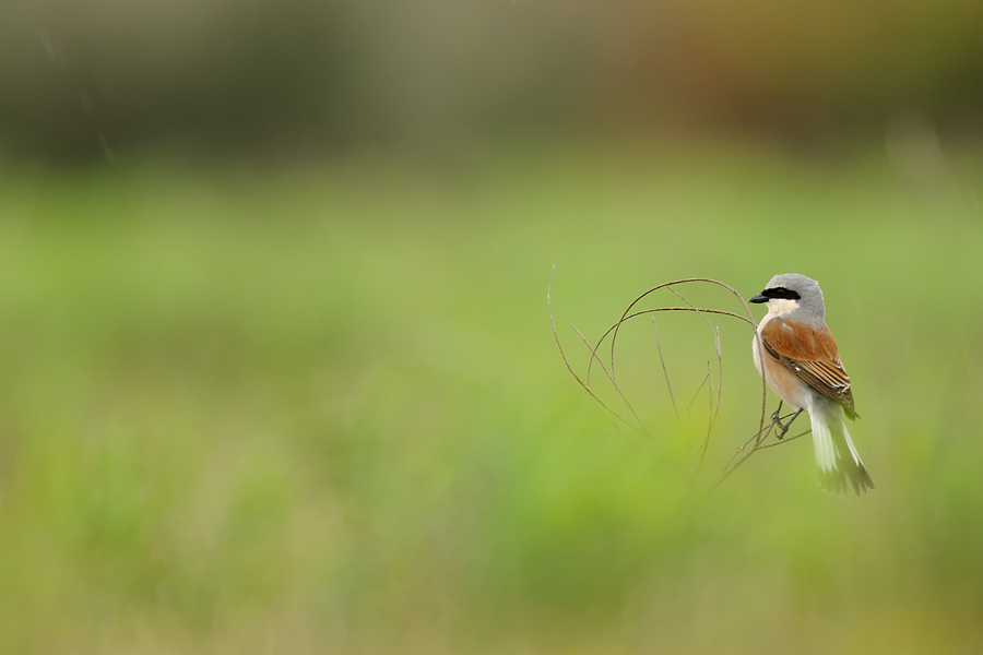 Red-backed Shrike