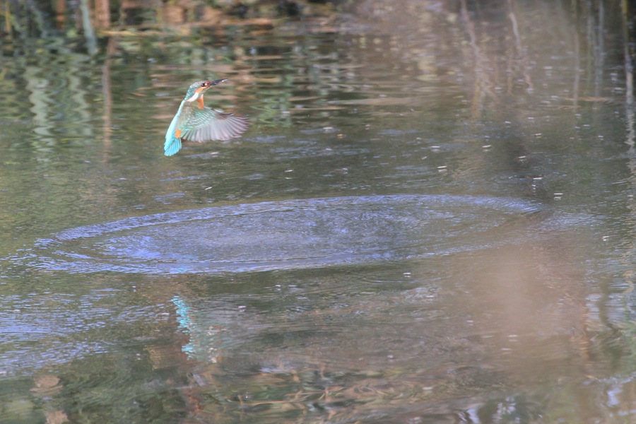 Common Kingfisher