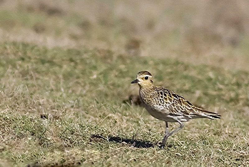 Pacific Golden Plover