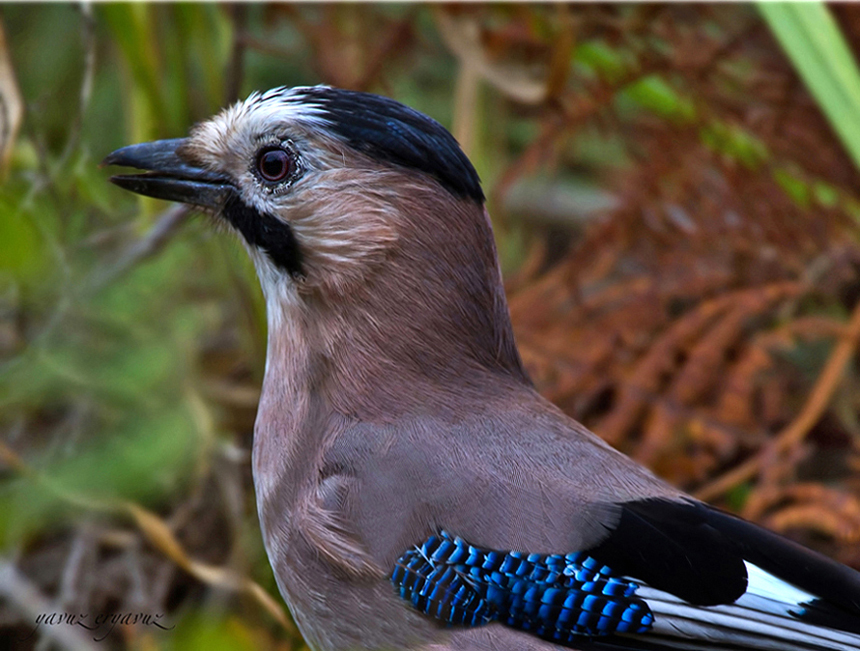 Eurasian Jay