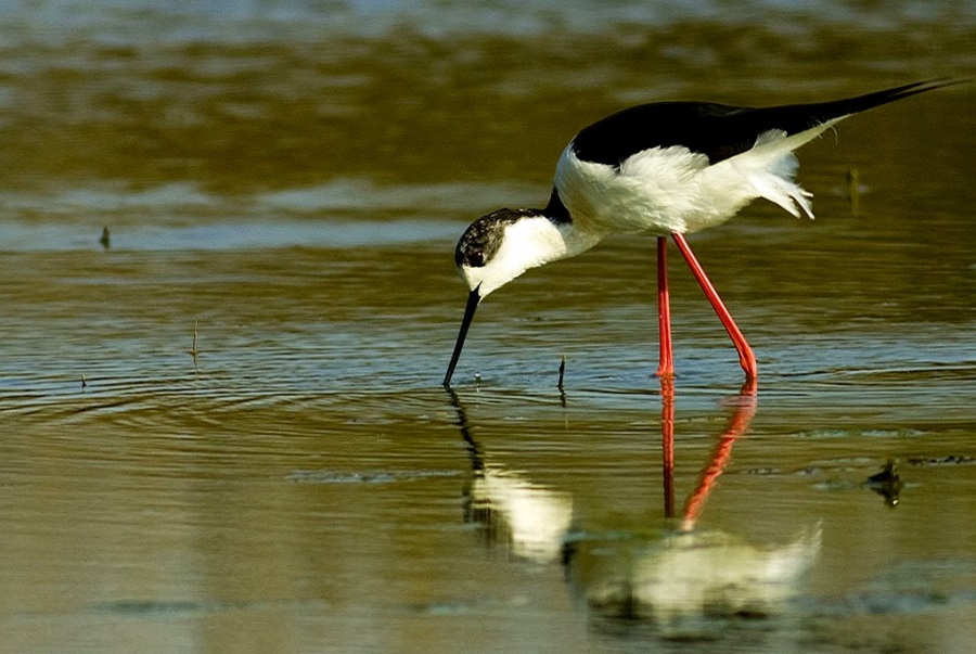 Black-winged Stilt