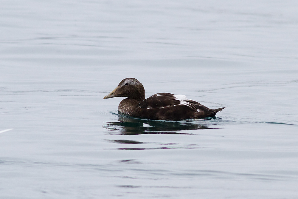 Common Eider