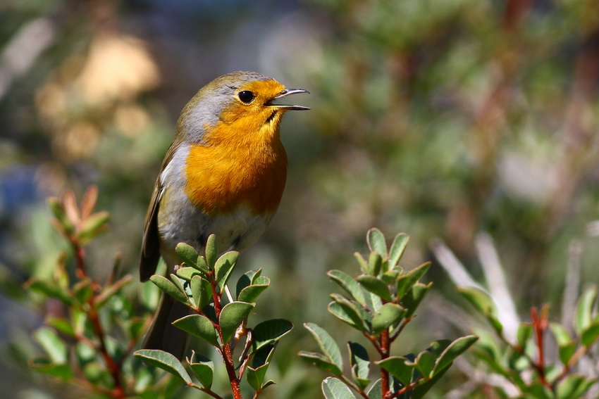 European Robin