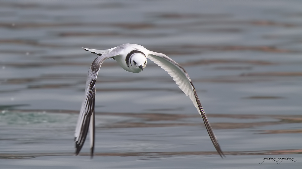 Black-legged Kittiwake