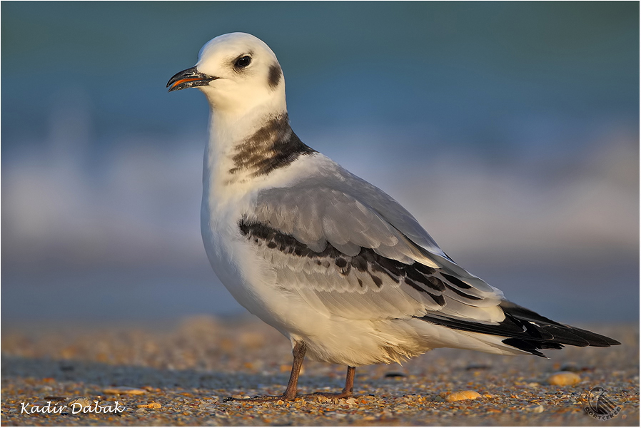 Black-legged Kittiwake