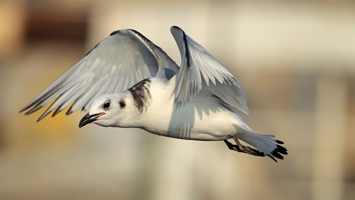 Black-legged Kittiwake