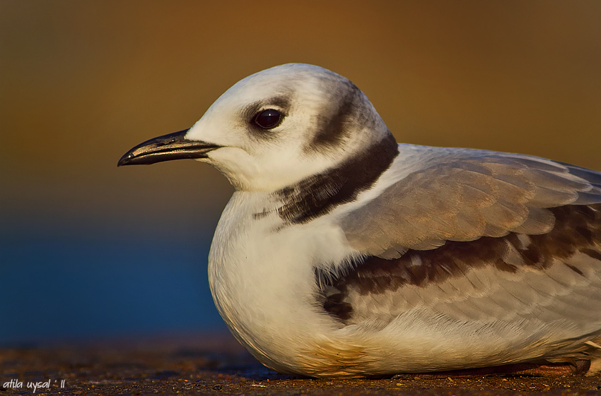 Black-legged Kittiwake