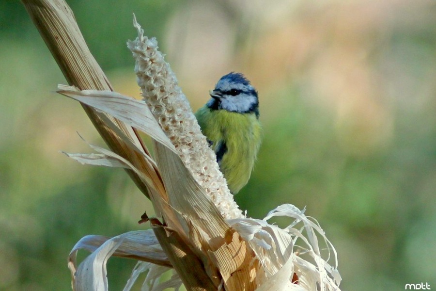 Mavi Baştankara