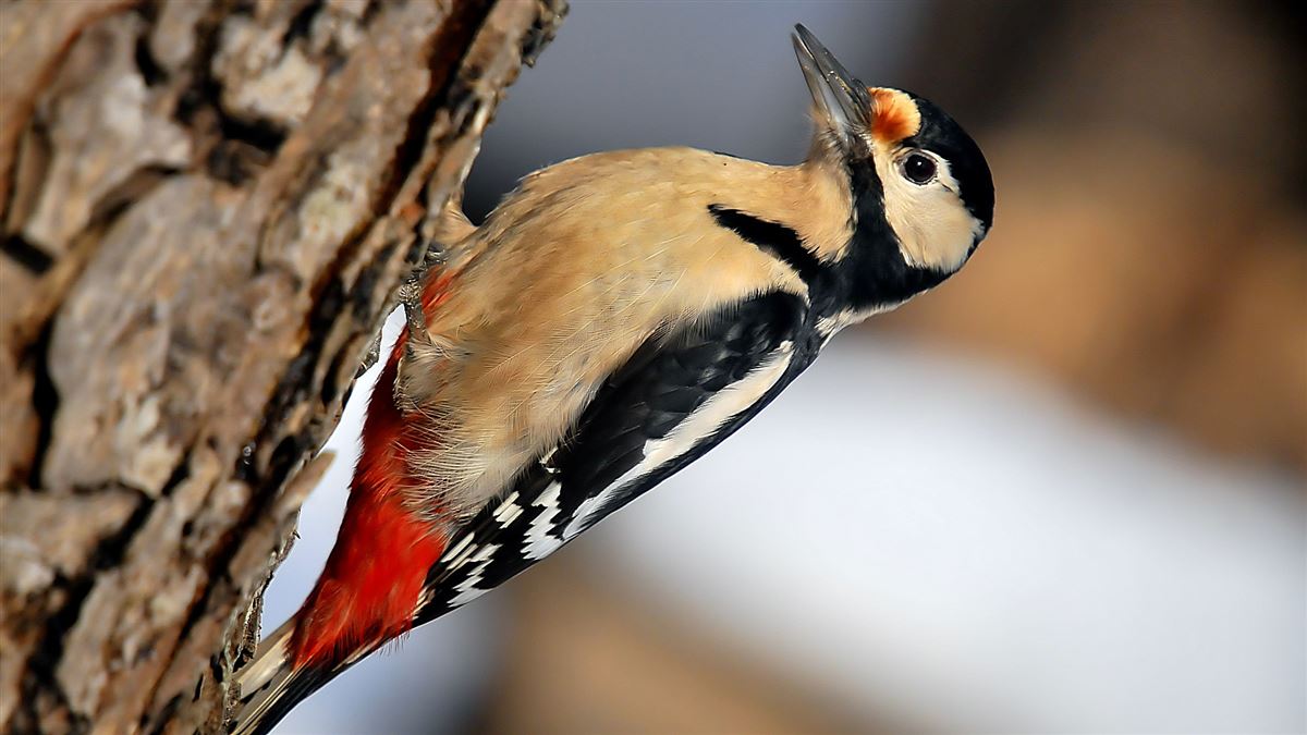 Great Spotted Woodpecker