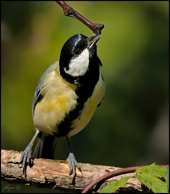 Great Tit