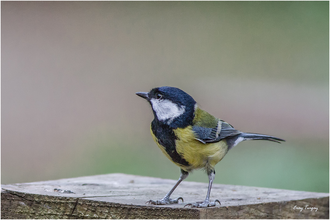 Great Tit