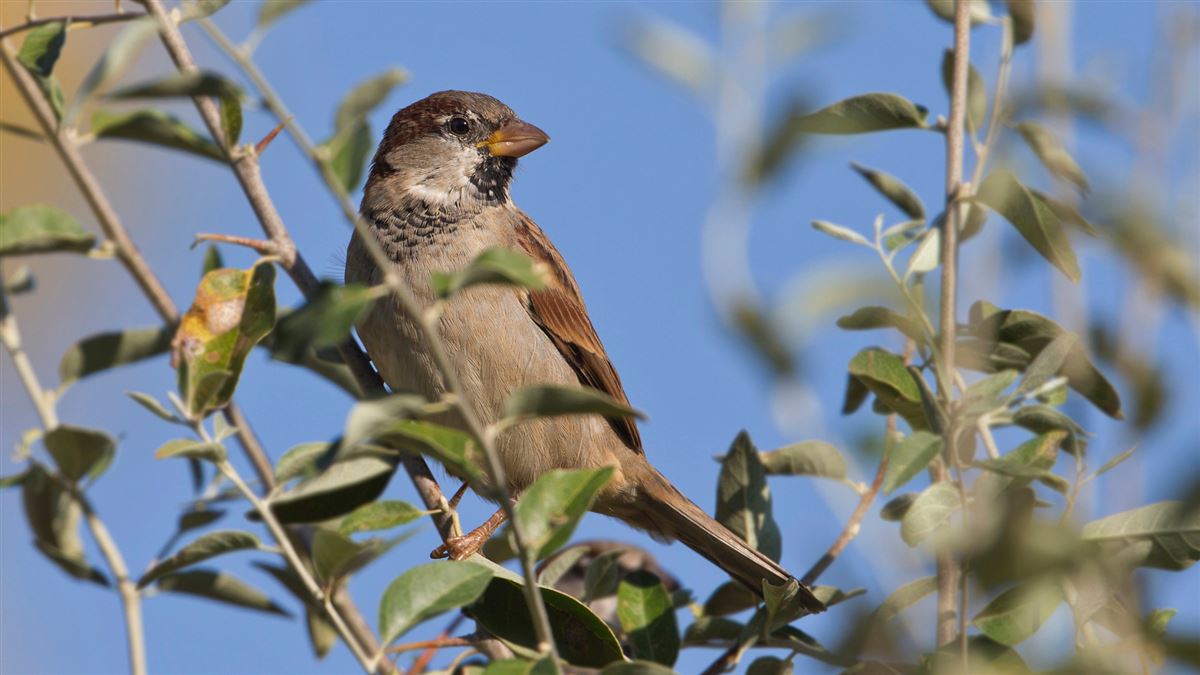 House Sparrow