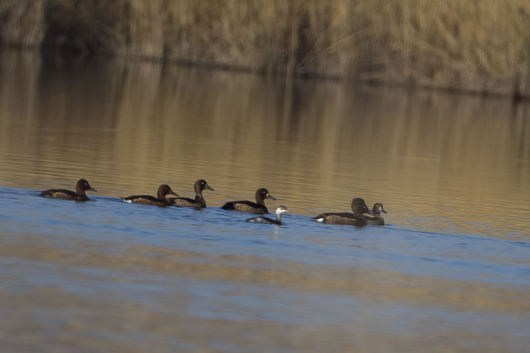 Ferruginous Duck