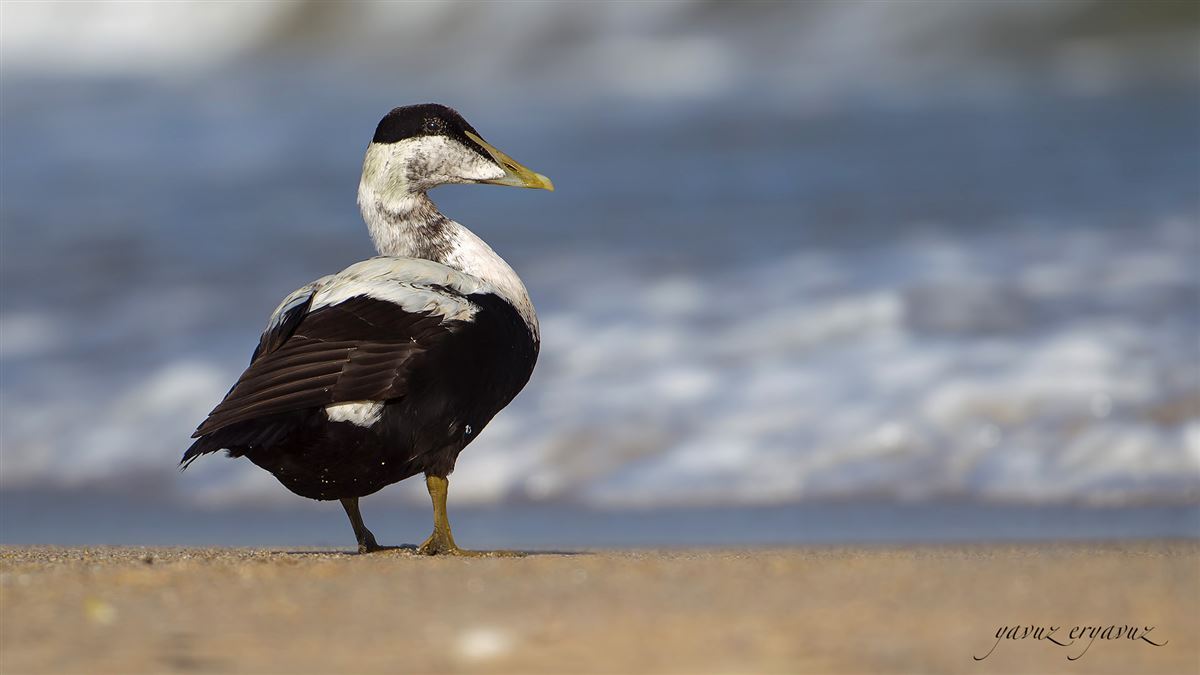 Common Eider