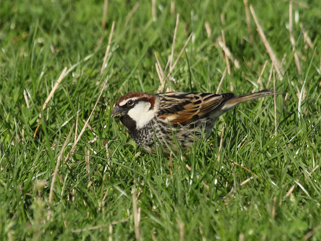Spanish Sparrow