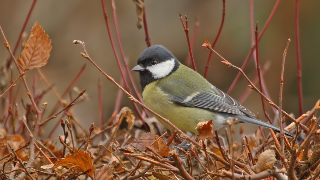 Great Tit