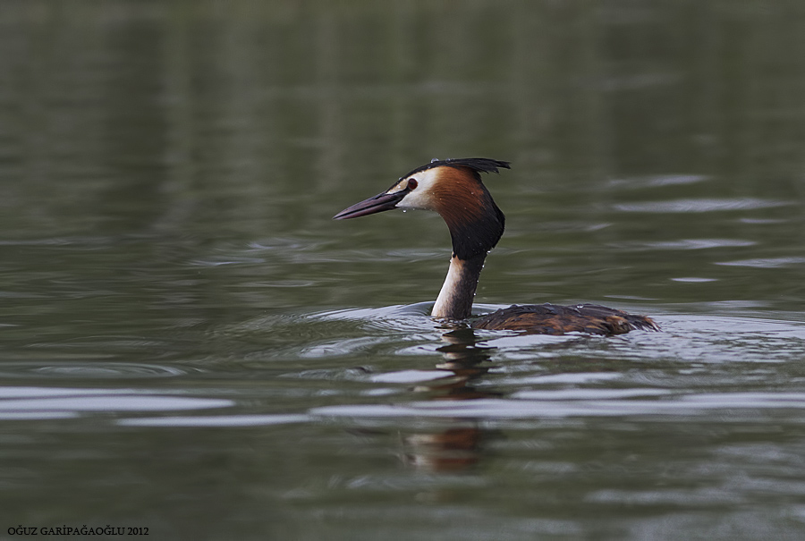 Great Crested Grebe
