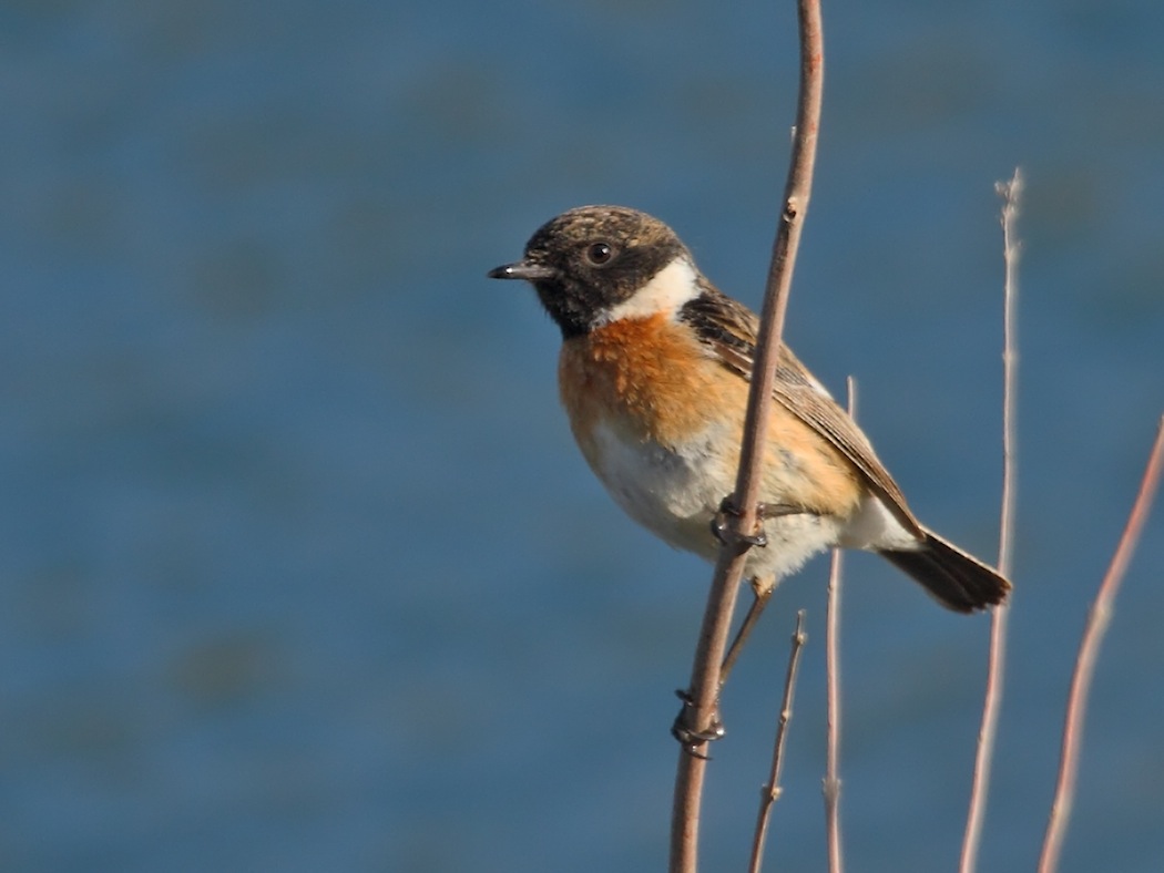 European Stonechat