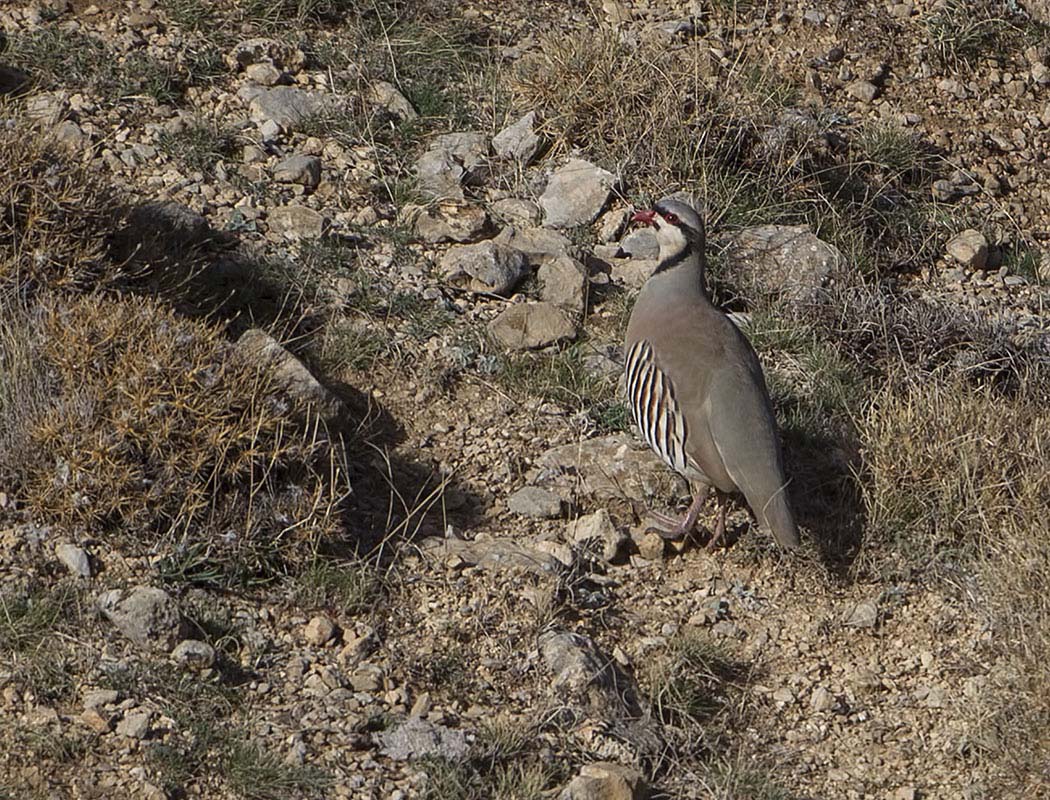Chukar Partridge