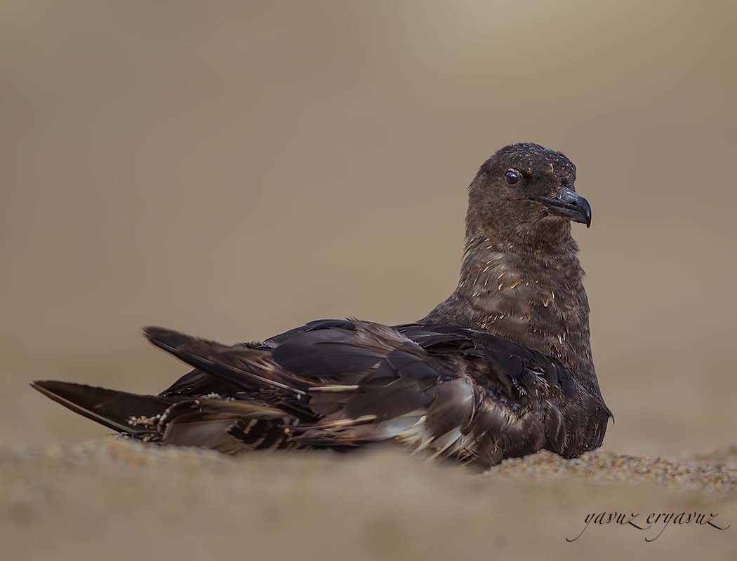 Pomarine Jaeger