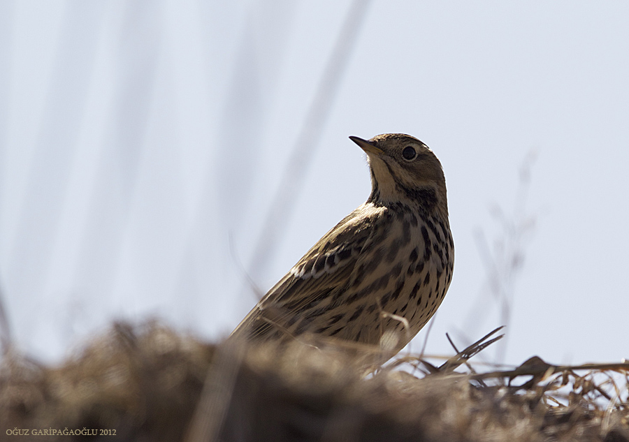 Meadow Pipit