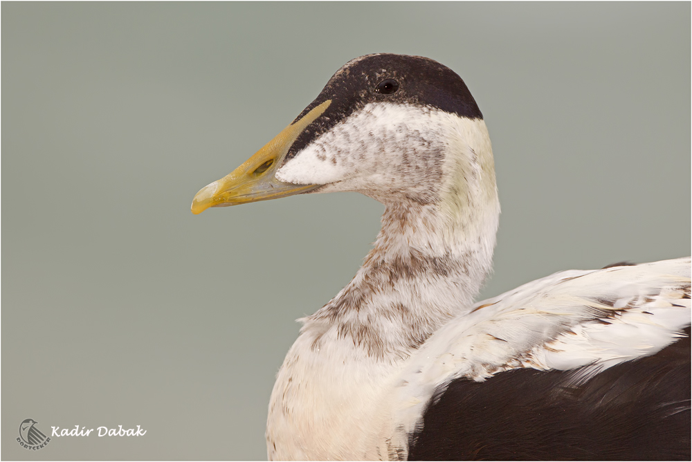 Common Eider