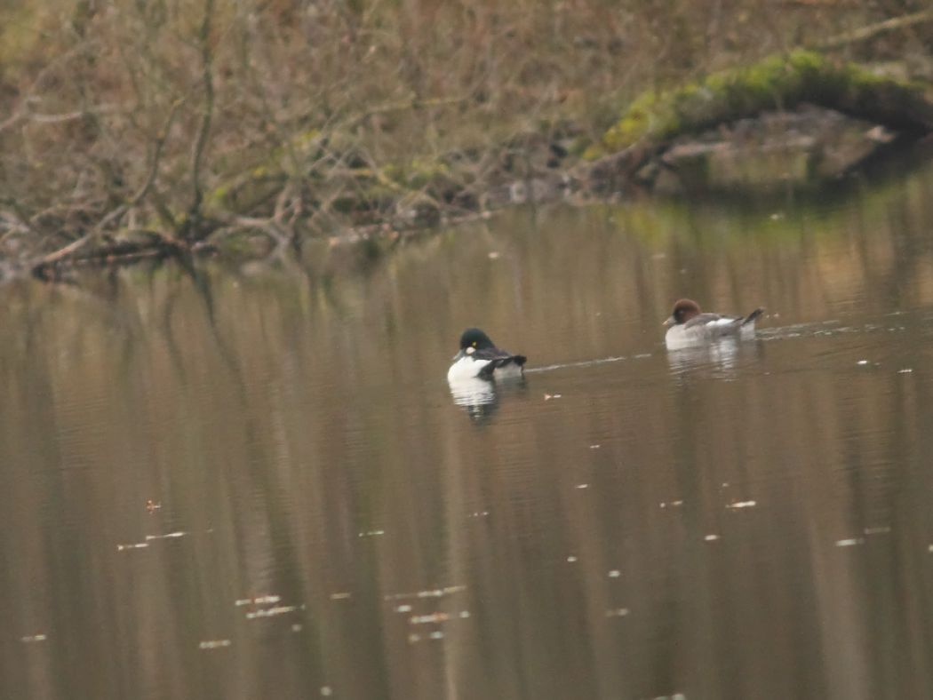 Common Goldeneye