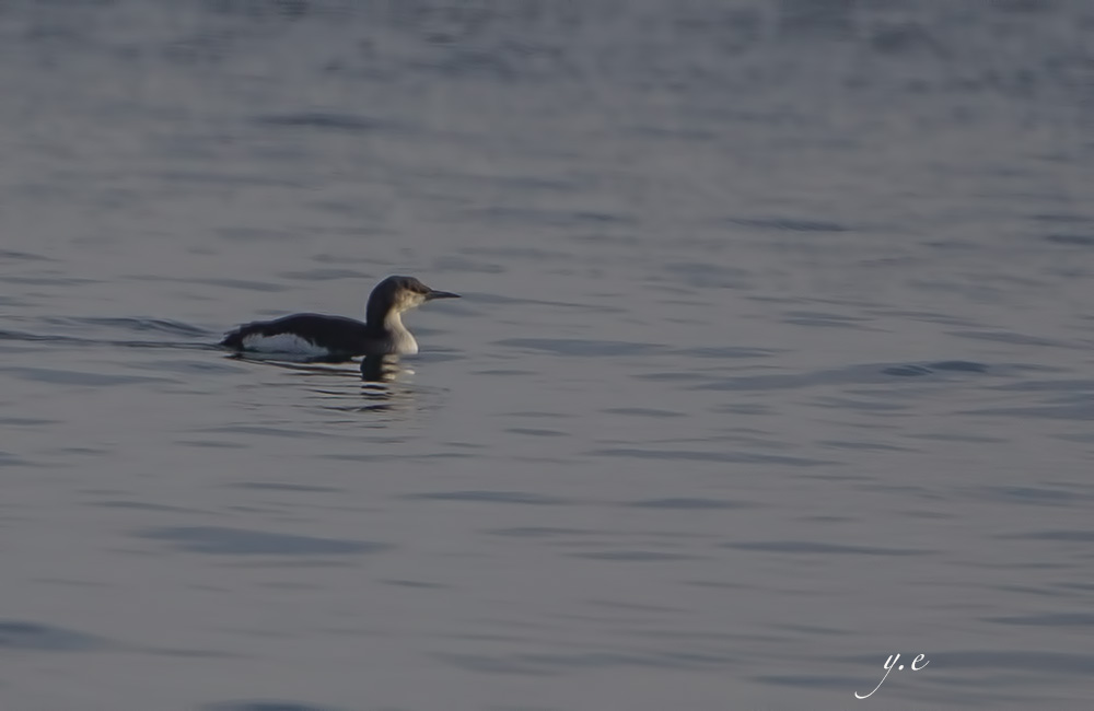 Black-throated Loon