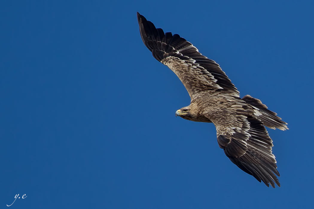 Eastern Imperial Eagle
