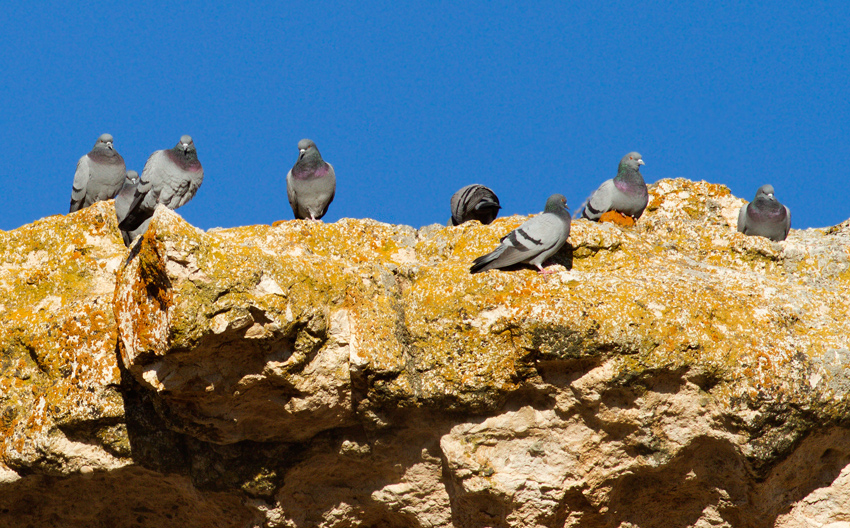Rock Dove