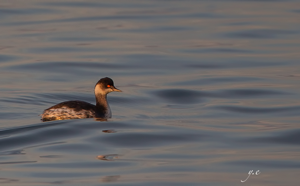 Black-necked Grebe