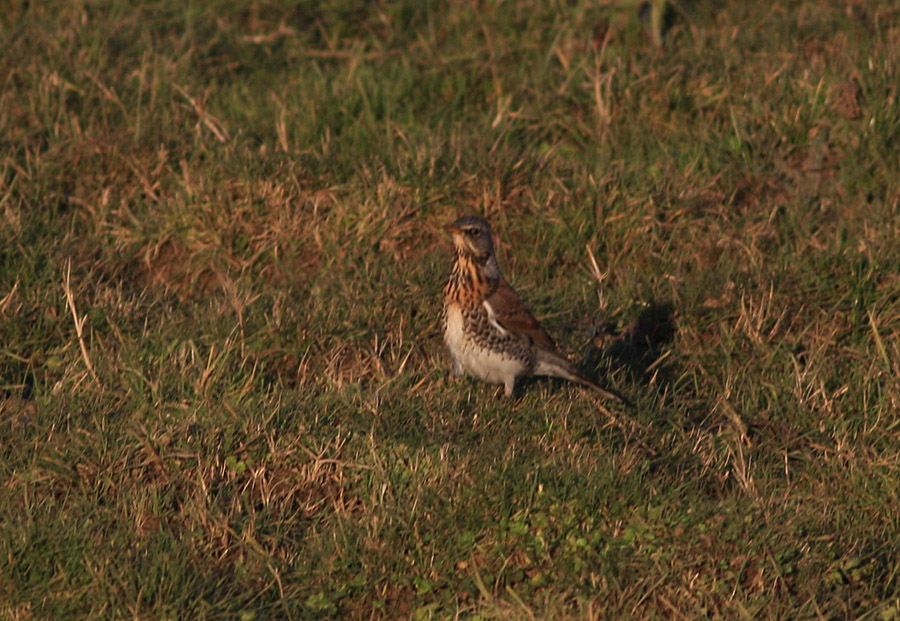 Fieldfare
