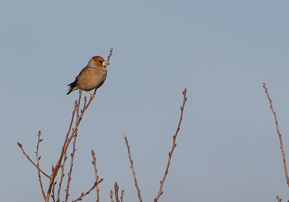 Hawfinch
