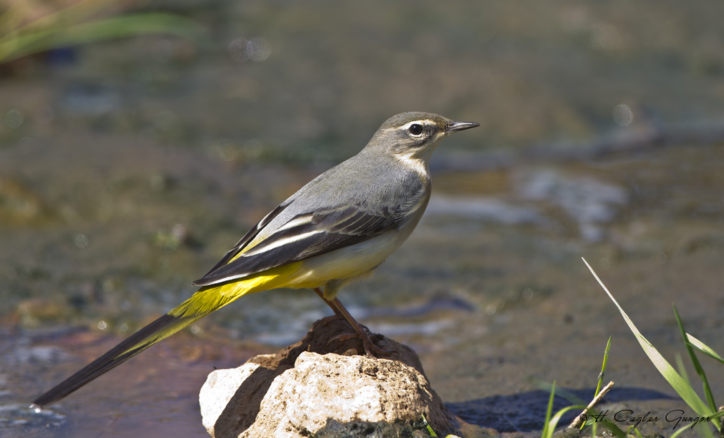 Grey Wagtail