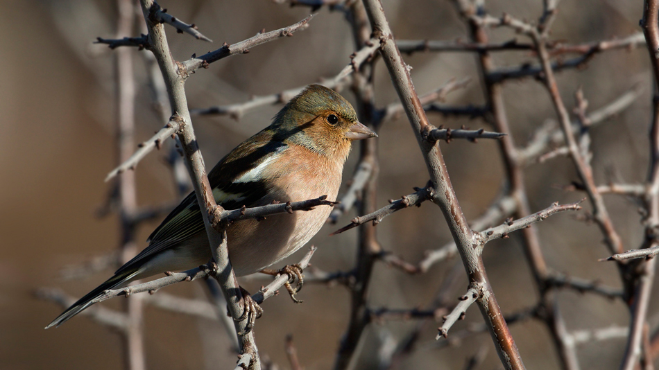 Eurasian Chaffinch