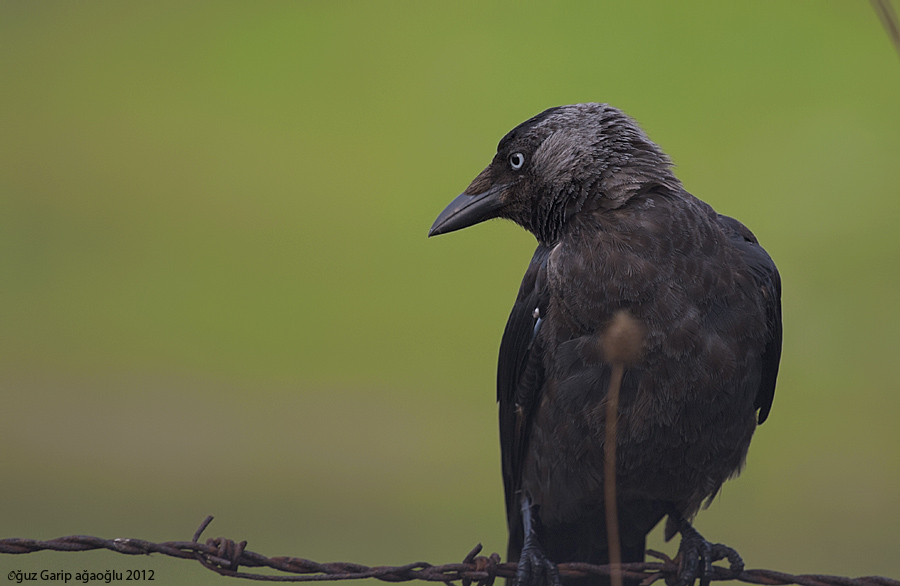 Western Jackdaw