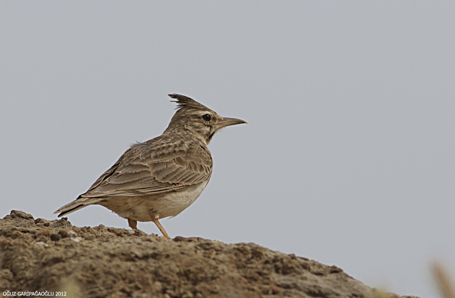 Crested Lark