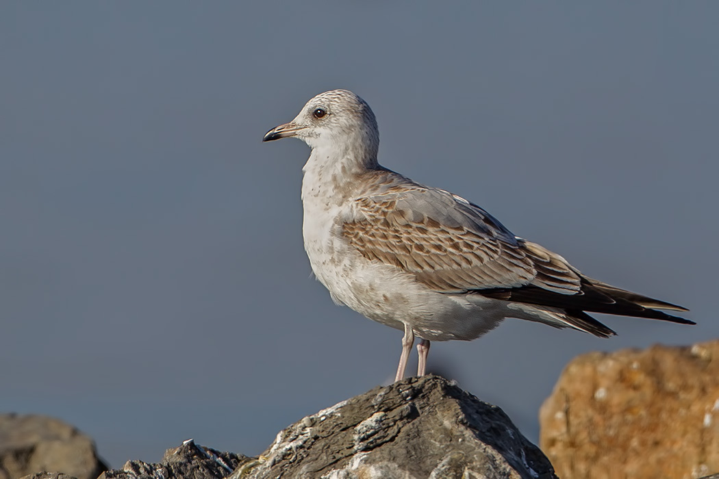 Common Gull
