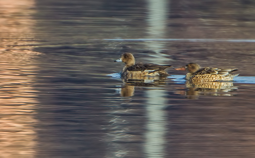Eurasian Wigeon