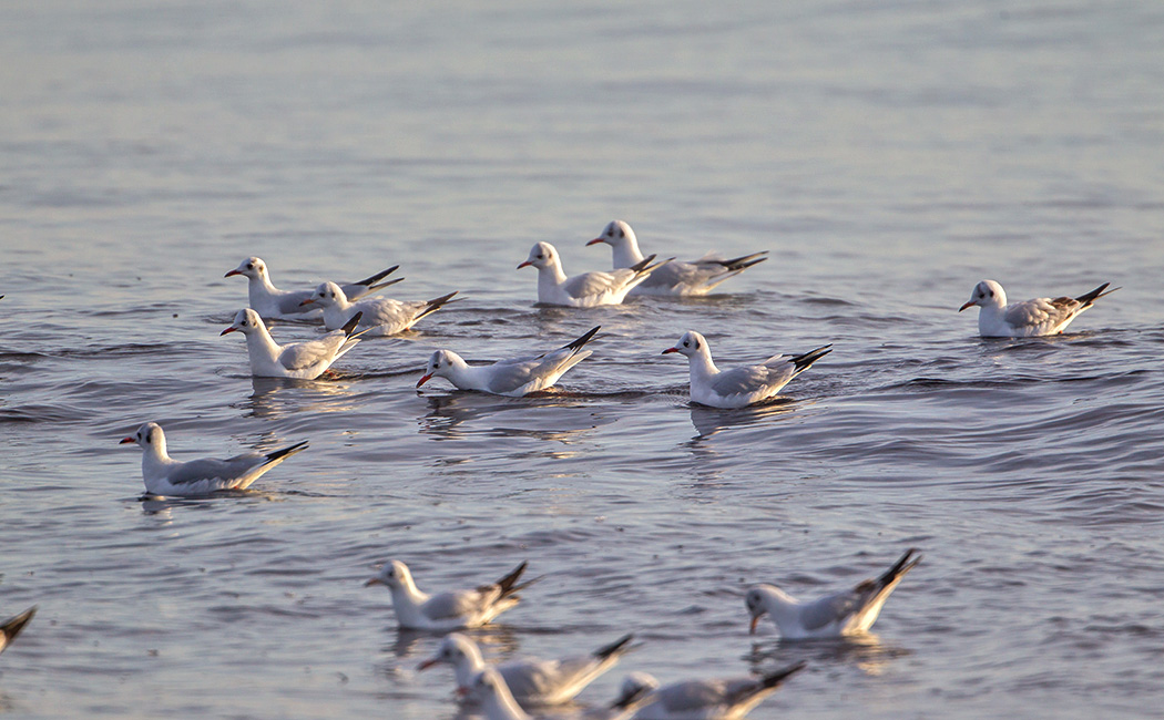 Black-headed Gull