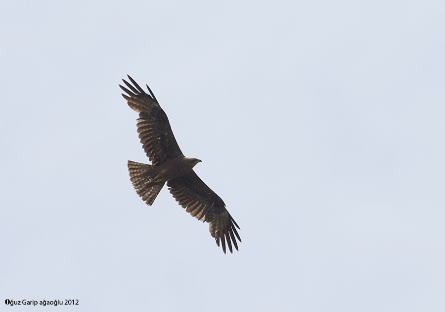 Black Kite