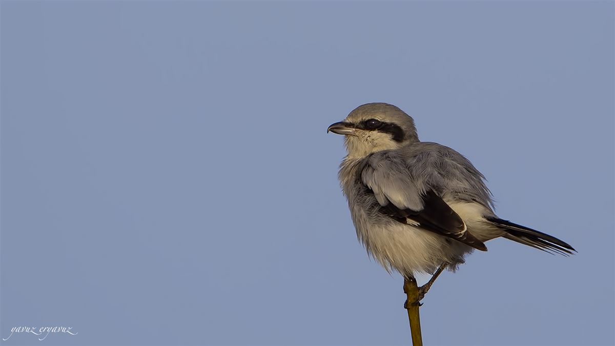 Great Grey Shrike
