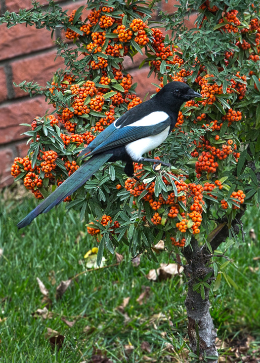 Eurasian Magpie