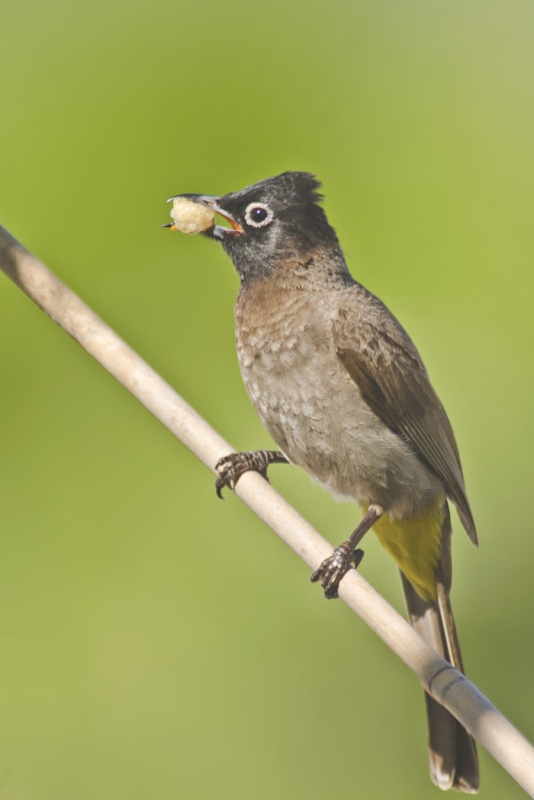 White-spectacled Bulbul