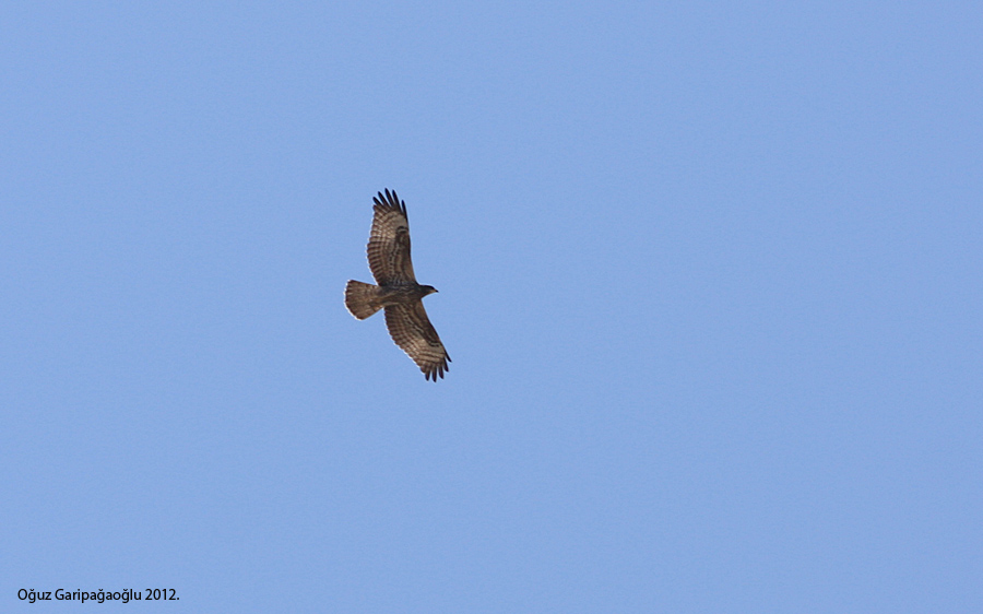 Arı Şahini