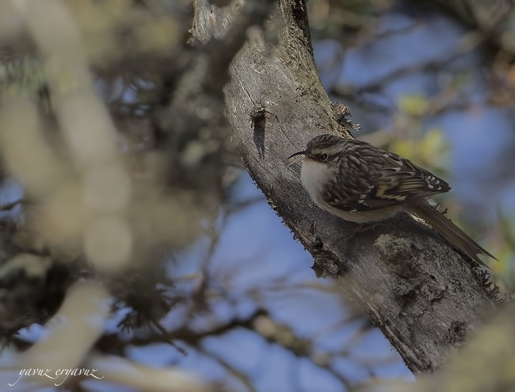 Short-toed Treecreeper