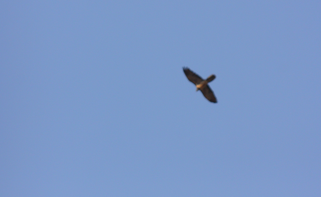 Sakallı Akbaba