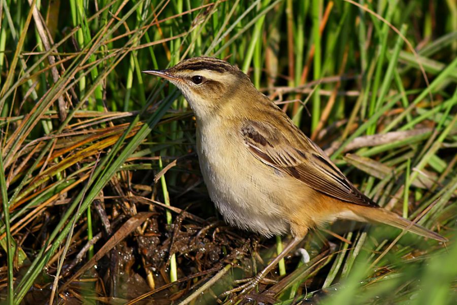Sedge Warbler